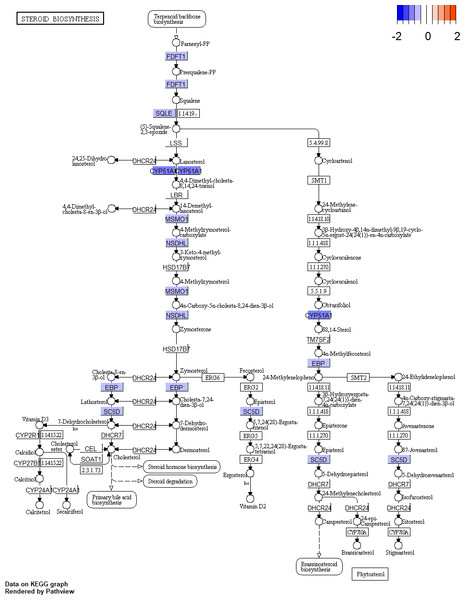 Pathway of steroid biosynthesis from KEGG.