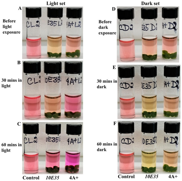 Comparative studies of photosynthesis and cellular respiration-induced pH/color changes in wild type 4A+ and 10E35 bead vials under light and darkness.
