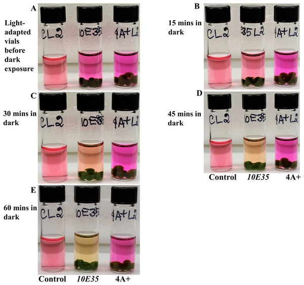 Time course monitoring of cellular respiration-induced color/pH changes in the dark in 4A+ and 10E35 bead vials that were adapted to light for 4 hours.