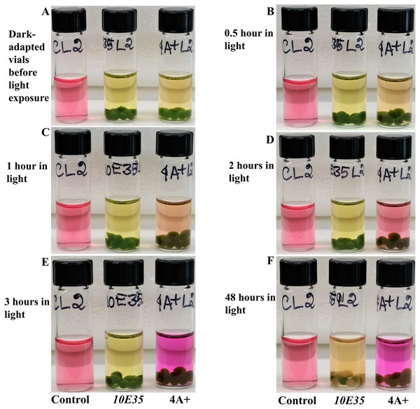 Time course monitoring of photosynthesis-induced color/pH changes in the light in 4A+ and 10E35 bead vials that were adapted to darkness for 6 hours.
