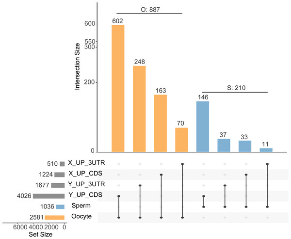 Upset plot of intersections between gene set targeted by differentially abundant miRNA through the 3′ UTR region and CDS region and sperm or matured oocyte gene set.
