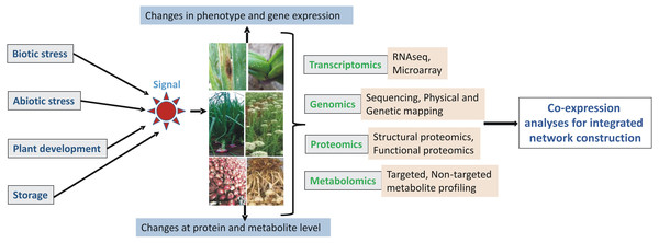 Schematic representation of integrated ‘omics’ analyses in Allium crops.