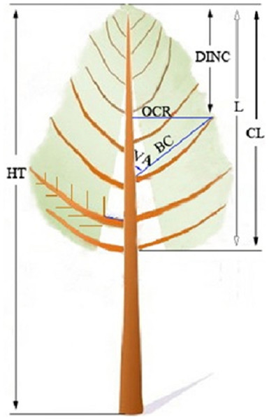 An illustrative sketch of the branch and sapling characteristics of the naturally regenerated Pinus tabuliformis saplings from shelterwood-cut strips and uncut strips.