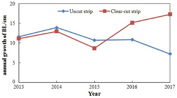 Annual growth of the branch length of the saplings from the shelterwood-cut strips and uncut strips due to the implementation of the shelterwood-cut strip experiment from 2014 to 2017.