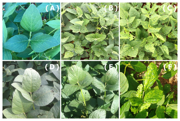 Effects of cowpea mild mottle virus on soybean cultivars in Brazil [PeerJ]