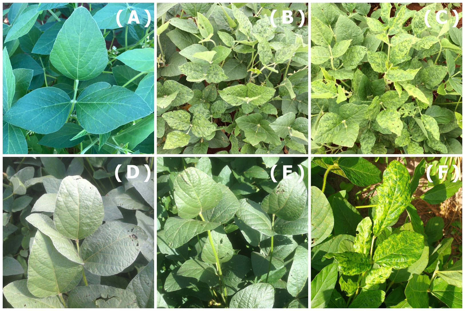 Effects of cowpea mild mottle virus on soybean cultivars in Brazil [PeerJ]