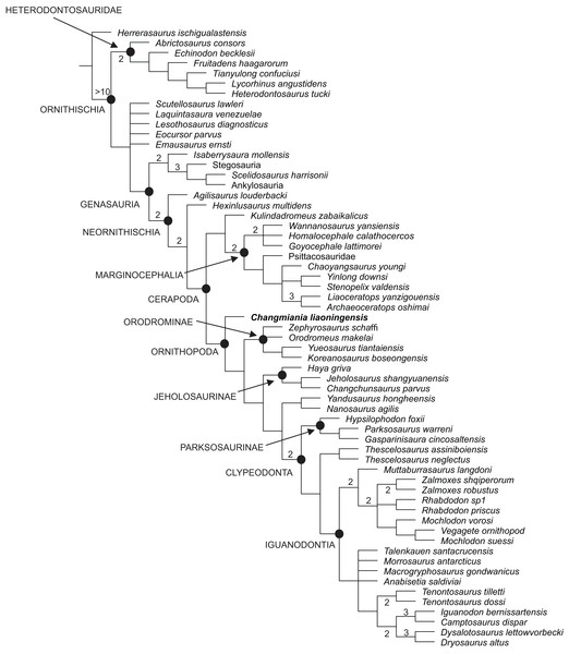 Phylogenetic position of Changmiania liaoningensis gen. et sp. nov. among Ornithischia.