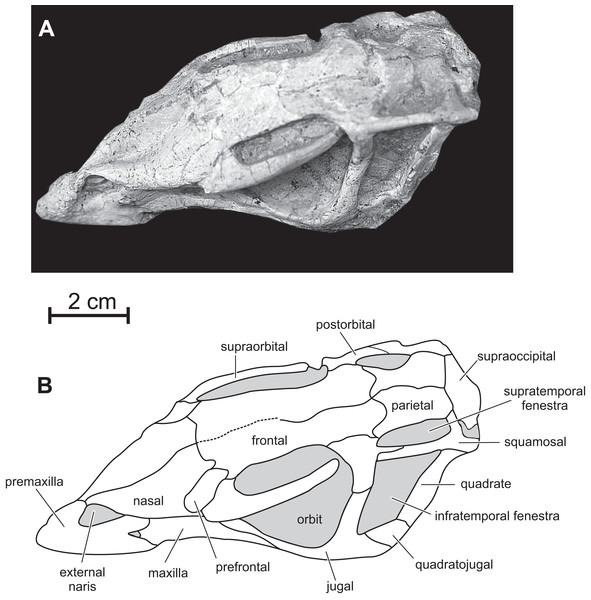 Skull of PMOL AD00114 in left dorsolateral view.