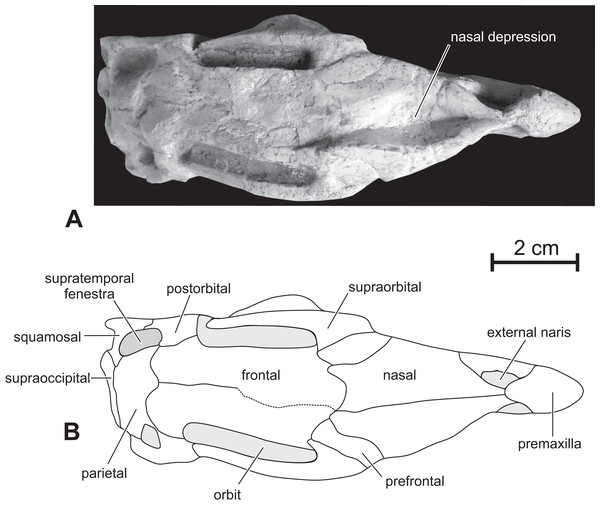 Skull of PMOL AD00114 in dorsal view.