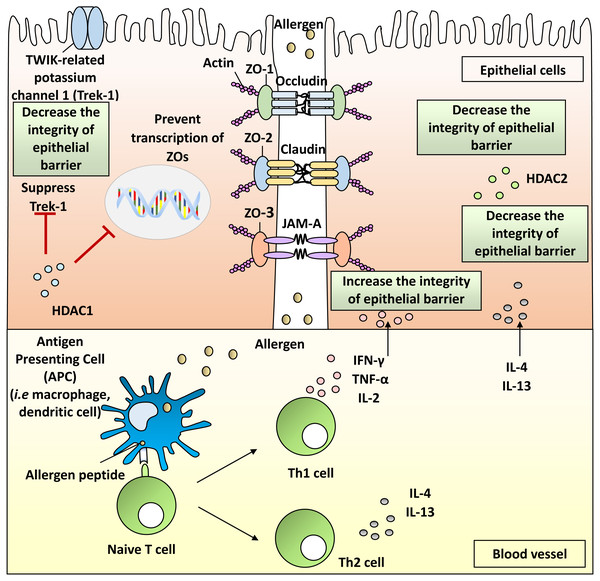  Pathophysiology of allergic rhinitis (AR) from the disruption of nasal epithelial barrier and the involvement of HDACs, Th1 and Th2 cytokines.