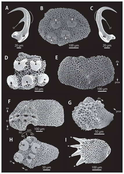 Astrocladus exiguus (NSMT E-13126). SEM photographs of ossicles.