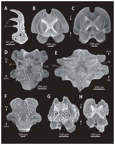 Astrocladus exiguus (MO-2019-19). SEM photographs of ossicles.
