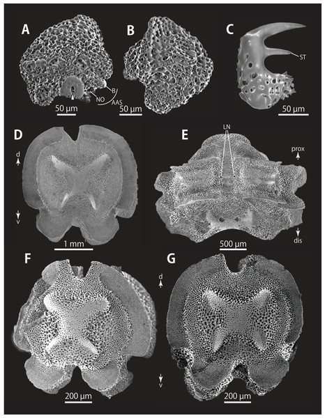 Astrocladus coniferus (NSMT E-13118). SEM photographs of ossicles.