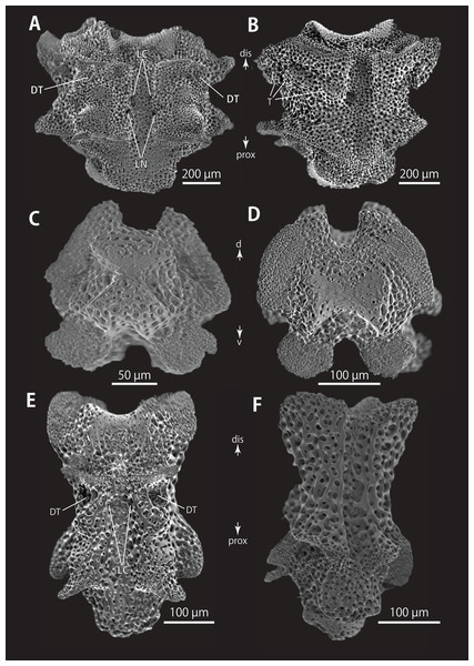 Astrocladus coniferus (NSMT E-13118). SEM photographs of ossicles.