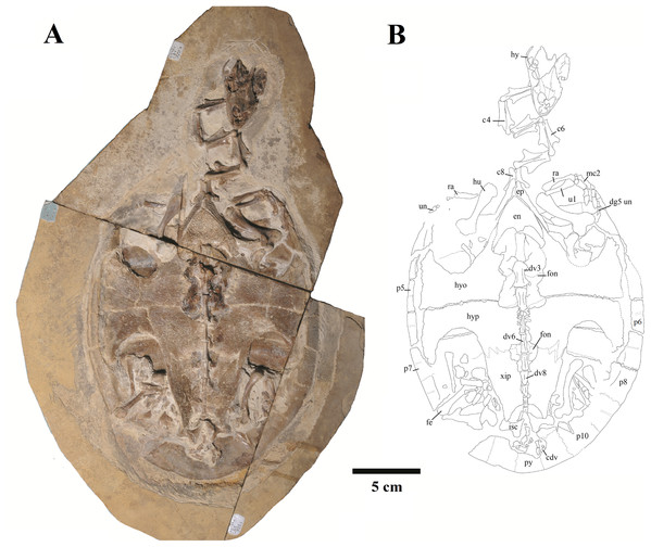 Specimen LP-UFC 722; whole specimen.