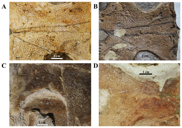 Ornamentation variation in the ventral surface of the hyo- and hypoplastra.