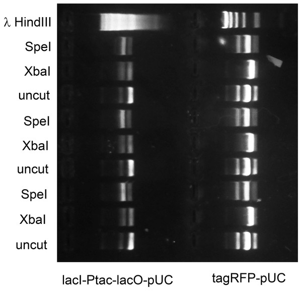 M.XbaI and M.Ocy1ORF8430P protect plasmids from XbaI and SpeI.