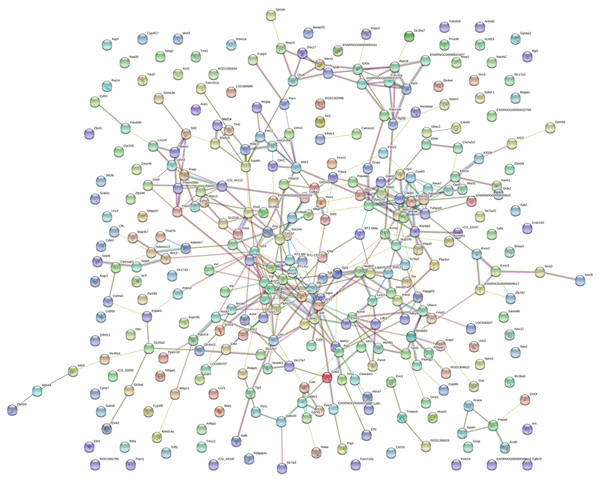 Protein–protein interaction network.