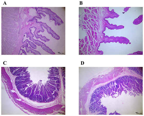 Representative micrographs of ruminal and jejunal epithelium morphology, 40 magnification.