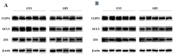 Western blotting analysis of tight junction proteins in rumen (A) and jejunum (B) samples between growth-retarded and normal yaks.