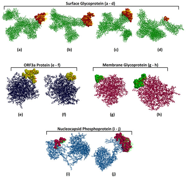 Three-dimensional representation of B cell conformational epitopes.