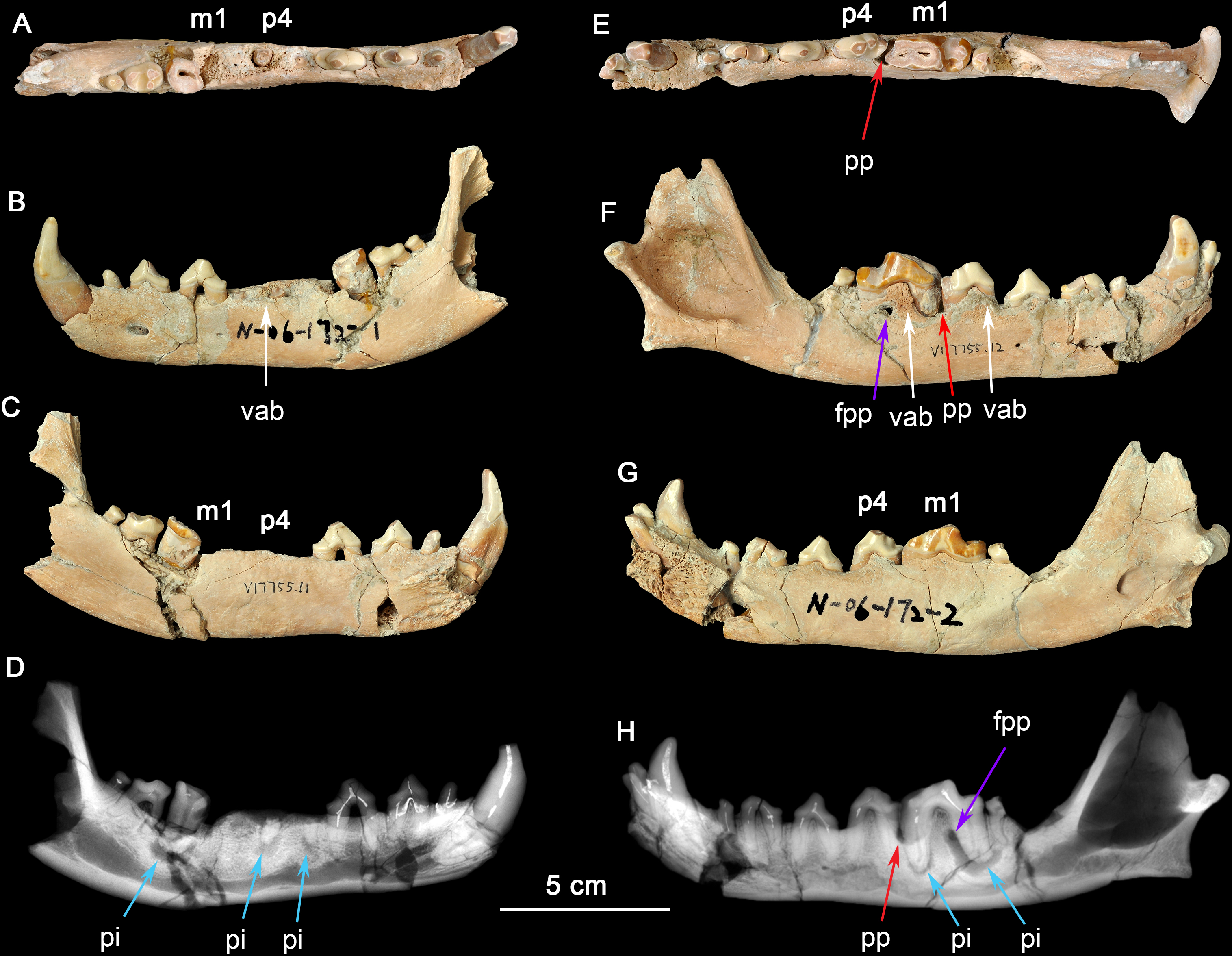 Hypercarnivorous teeth and healed injuries to Canis chihliensis from Early  Pleistocene Nihewan beds, China, support social hunting for ancestral  wolves [PeerJ]