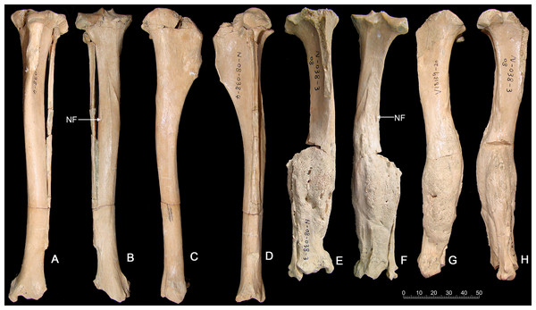 Tibias of the same individual of Canis chihliensis from SSMZ, Nihewan.