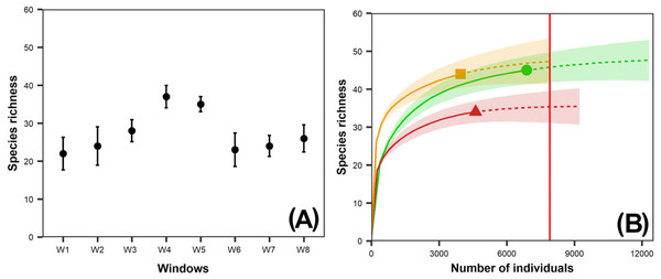 (A) Observed species richness of dung beetles per window (W); (B) Interpolation-extrapolation species accumulation curve per vegetation class.