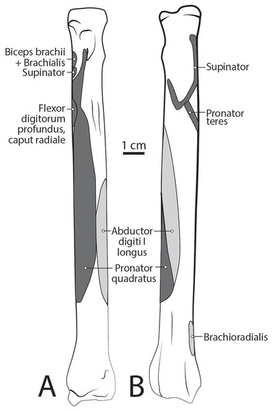 Radius muscle maps for L. pictus (right side): (A) medial view; (B) lateral view.