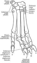 Adaptations to cursoriality and digit reduction in the forelimb of the ...