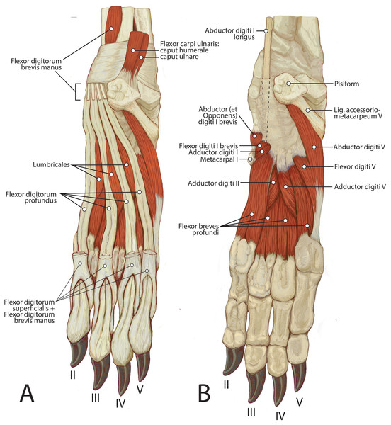 Palmar view of manus muscles in L. pictus (right side): (A) superficial view; (B) deep view.