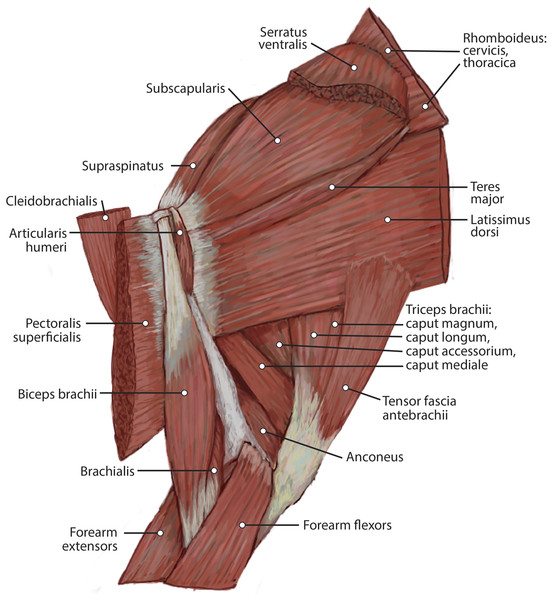 Medial view of the right shoulder and brachium in Lycaon pictus.
