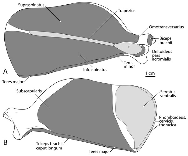 Scapula muscle maps for L. pictus (right side): (A) lateral view, (B) medial view.