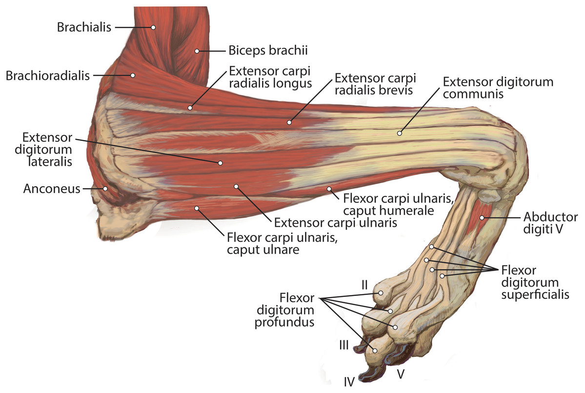 Anatomy of the biceps and triceps brachii. (A) The shaded region