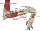 Adaptations to cursoriality and digit reduction in the forelimb of the ...