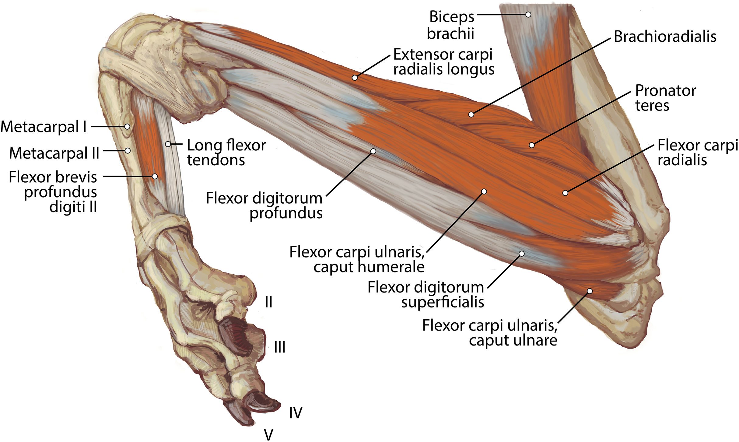 Biceps femoris Caput breve