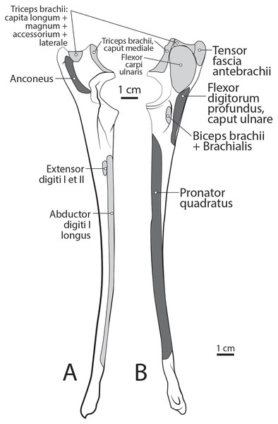 Ulna muscle maps for L. pictus (right side): (A) lateral view; (B) medial view.