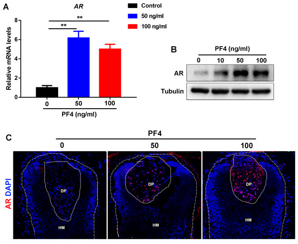 PF4 increases AR expression in human DPCs.