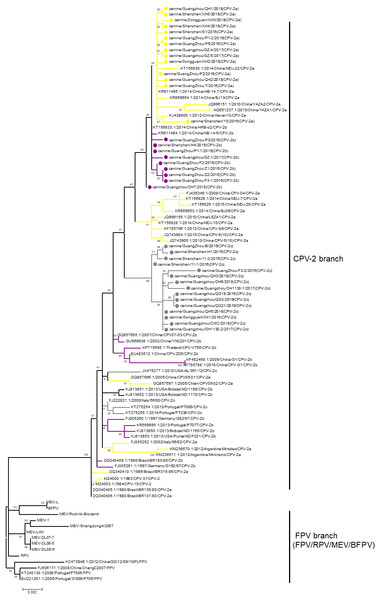 The phylogenetic analyses of VP2.