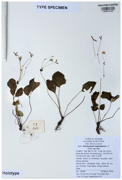 Holotype of Dichocarpum hagiangense ense L.K. Phan & V.T. Pham at VNM herbarium.