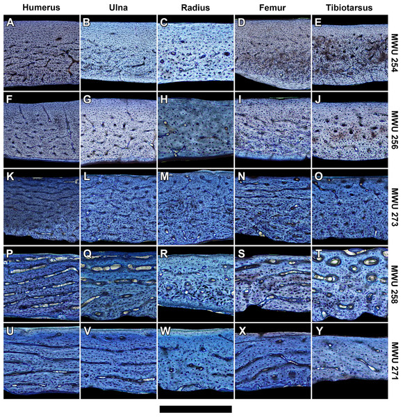 Histology of representative bone elements from a growth series of homing pigeons arranged by mass.