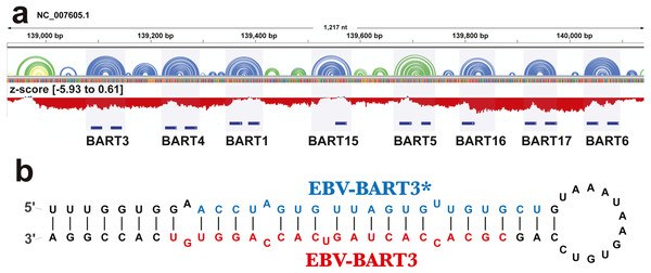 Results for the EBV-BART miRNA cluster.