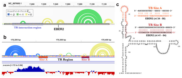 Results for EBER2 and its interaction sites on the terminal repeat RNA sequence.
