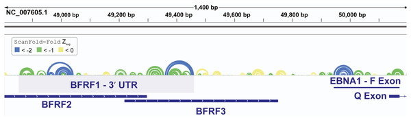 Results for the EBV-1 genome region partially encoding BFRF1-3 and part of EBNA1.