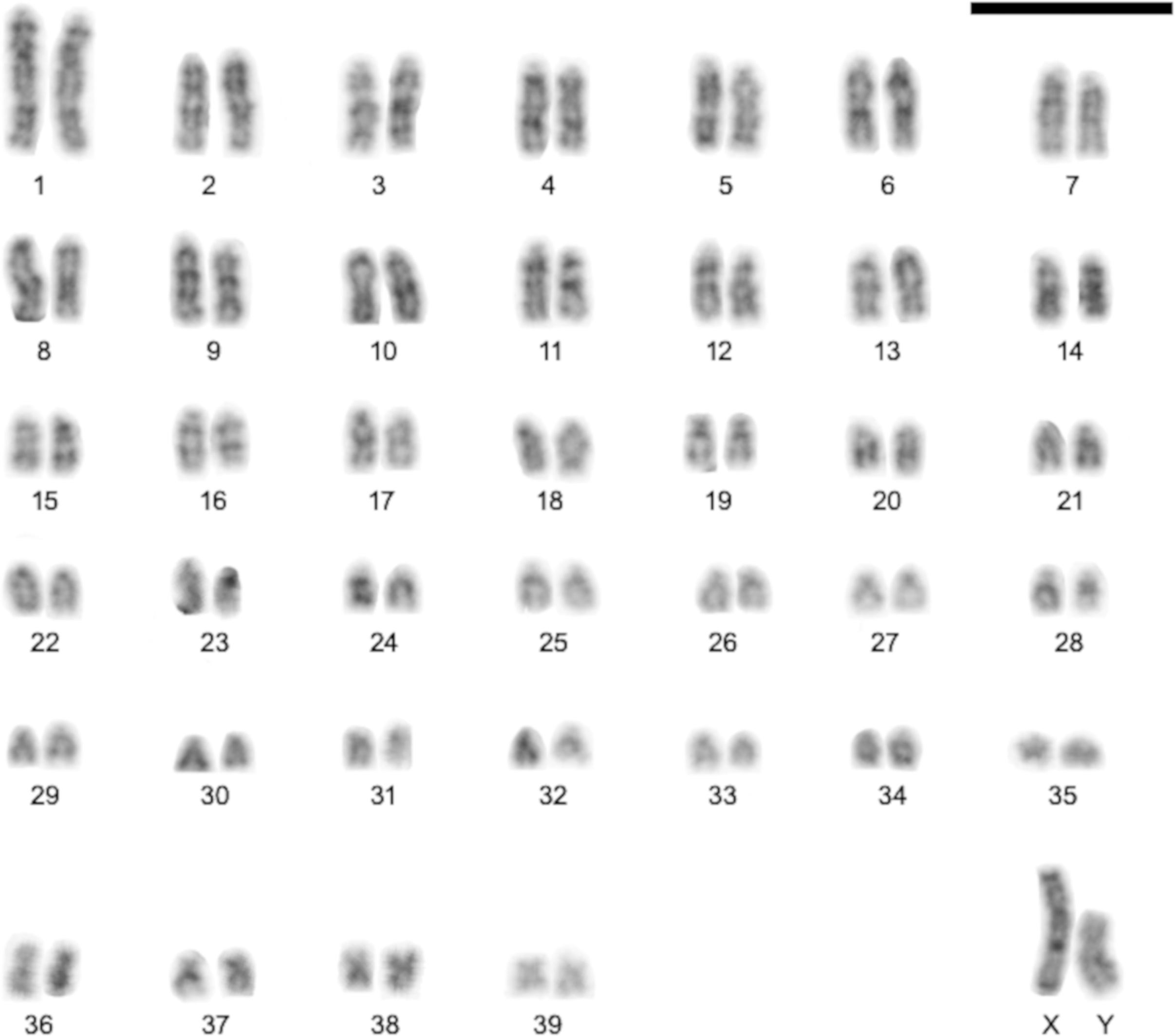 A Review Of Euryoryzomys Legatus Rodentia Sigmodontinae Morphological Redescription Cytogenetics And Molecular Phylogeny Peerj