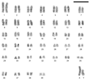 A Review Of Euryoryzomys Legatus (rodentia, Sigmodontinae 