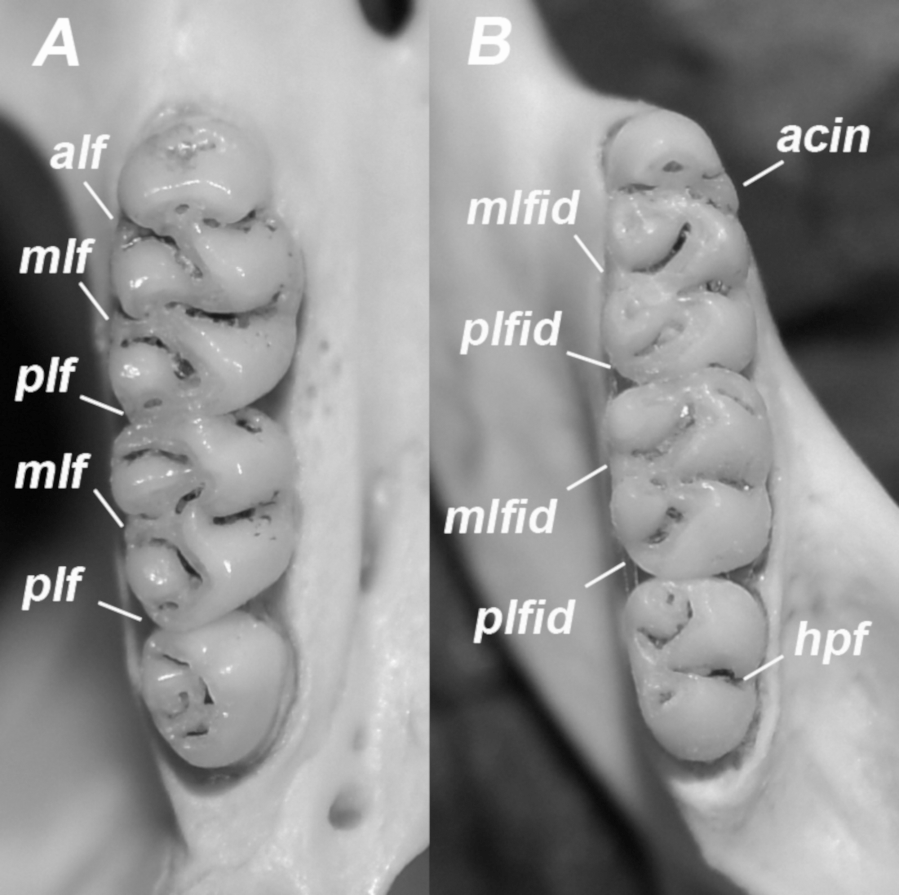 A review of Euryoryzomys legatus Rodentia Sigmodontinae