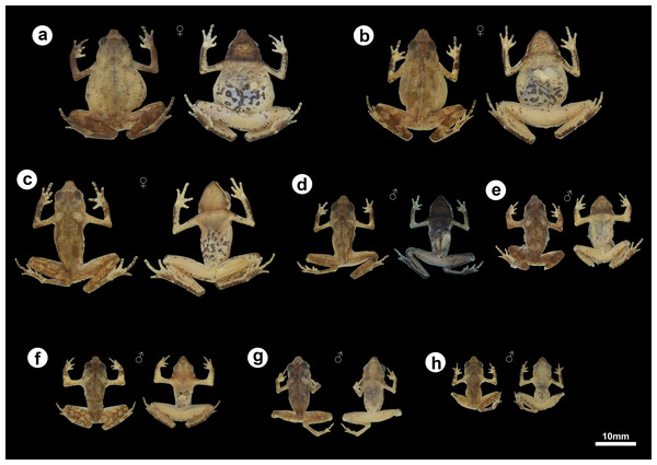 Morphological and color variation of preserved specimens of Amazophrynella gardai sp. nov., from Óbidos municipality, Pará state, Brazil.