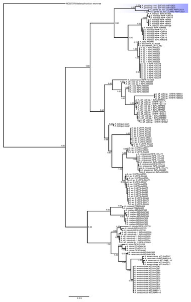 Phylogenetic relationships of species of the genus Amazophrynella based on analysis of the COI, 16S and 12S rDNA mitochondrial genes.