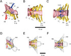 Endocranial anatomy of the ceratopsid dinosaur Triceratops and ...